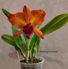blc. Suzuk's Red Flare 'Nagase'